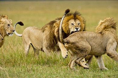 EA Play服务在Steam开启首月特惠 仅需7.6元